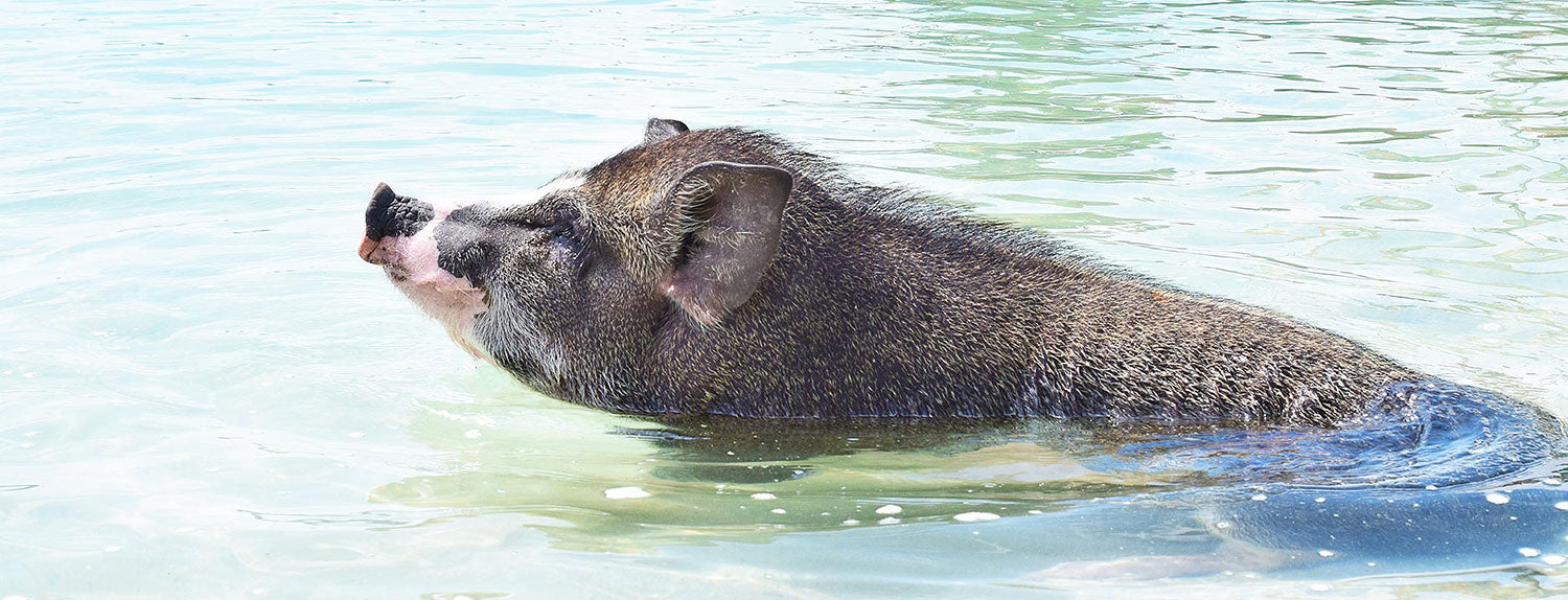 Koh Samui Ausflug Schweineinsel