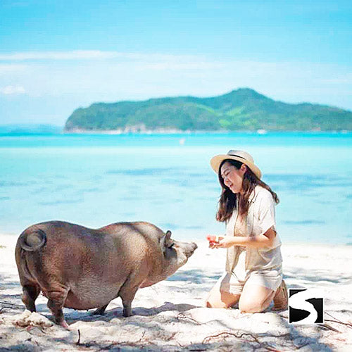 Schweine Insel Longtail Boat Vip Schnorchel Tour Koh Tan & Koh Mudsum