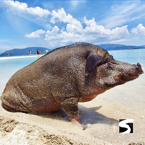 Schweine Insel Longtail Boat Vip Schnorchel Tour Koh Tan & Koh Mudsum