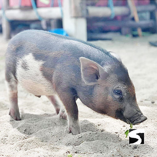 Schweine Insel Longtail Boat Vip Schnorchel Tour Koh Tan & Koh Mudsum