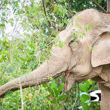 Sehenswürdigkeit Elephant Sanctuary Koh Samui - kohsamuiausflug.de