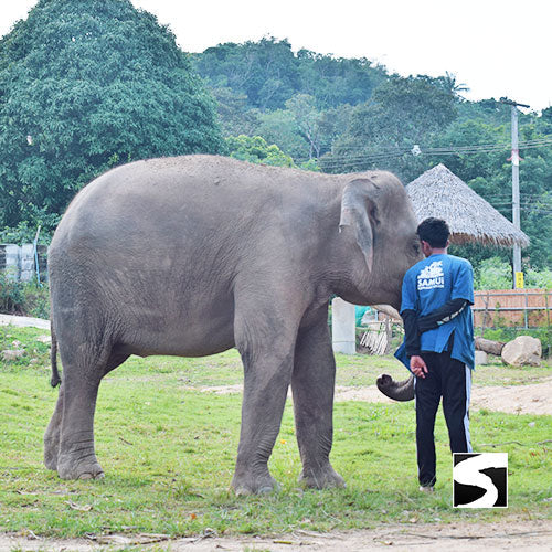 Koh Samui Elefanten Auffangstation Halbtages Aktivität - kohsamuiausflug.de