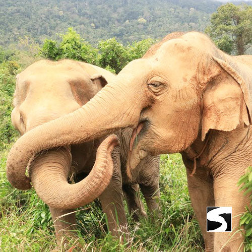 Half Day Activity Koh Samui Elephant Home Animal Shelter - kohsamui.tours