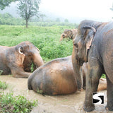 Elefantenschutz Halbtages Aktivität Koh Samui - kohsamuiausflug.de