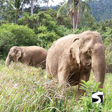 Elefantenschutz Halbtages Aktivität Koh Samui - kohsamuiausflug.de