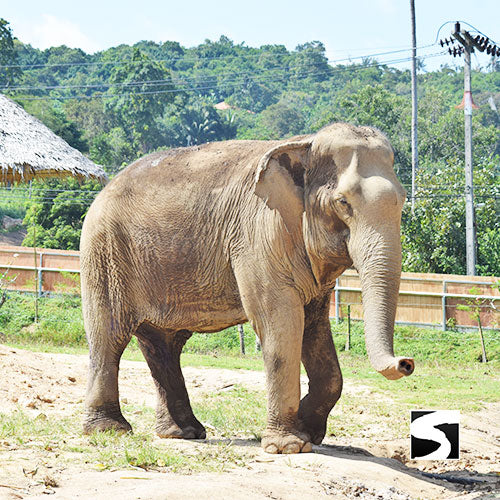Koh Samui Elefanten Auffangstation Halbtages Aktivität - kohsamuiausflug.de