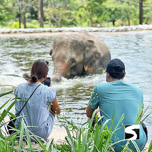 Elephant Kingdom Koh Samui - kohsamui.tours