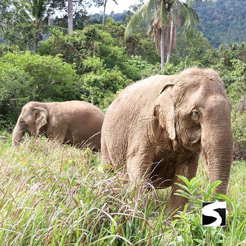Kreuzfahrt - Ausflug speziell für Kreuzfahrer Elefanten Tierheim - kohsamuiausflug.de