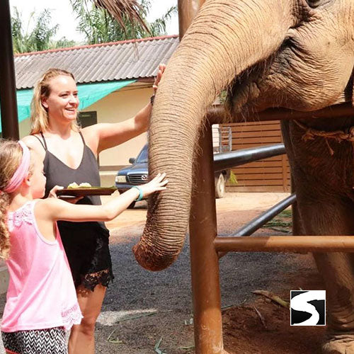 Elefanten Klinik Aktivität Koh Samui helfen beim Füttern