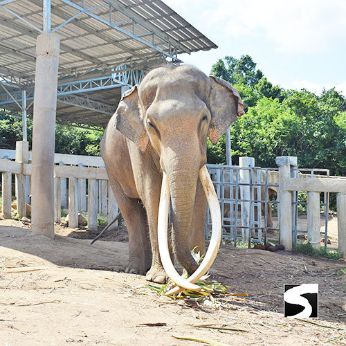 Koh Samui Elefanten Auffangstation Halbtages Aktivität - kohsamuiausflug.de