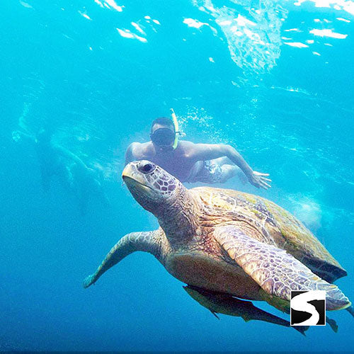 Koh Nang Yuan & Koh Tao Tagesausflug Schnorcheln - kohsamuiausflug.de