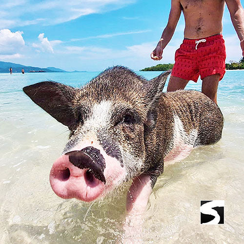Pig Island Schweine Insel Schnorcheln Koh Mudsum Ausflüge