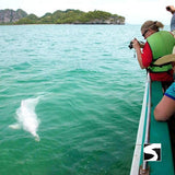 Ausflüge - Bootstour Khanom Sehenswürdigkeit Rosa Delfine - kohsamuiausflug.de