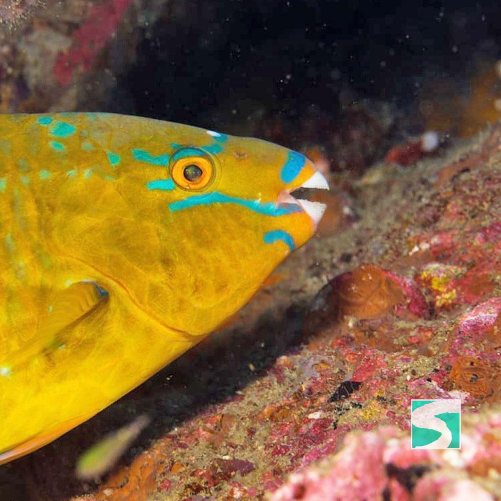 Aktivität - Paradiesische Tauchaktivität Koh Tao Korallentauchen - kohsamuiausflug.de