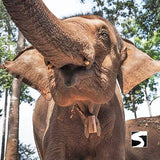 Landgang Kreuzfahrer - Last Minute Elefanten Füttern Koh Samui