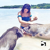 Pig Island Schweine Insel Koh Samui Ausflüge Kreuzfahrt