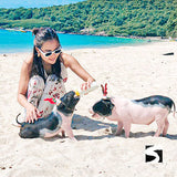 Pig Island Schweine Insel Koh Samui Ausflüge Kreuzfahrt