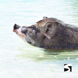 Pig Island Schweine Insel Schnorcheln Koh Mudsum Ausflüge