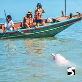 Ausflüge - Bootstour Khanom Sehenswürdigkeit Rosa Delfine - kohsamuiausflug.de