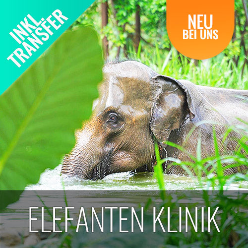 Elefanten Klinik Aktivität Koh Samui helfen beim Füttern