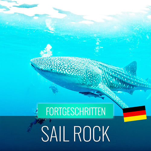 Aktivität - Tauchausflug zum Sail Rock mit Walhai Sichtungen - kohsamuiausflug.de