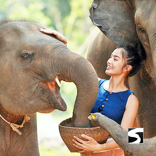 Sehenswürdigkeit Elephant Sanctuary Koh Samui - kohsamuiausflug.de