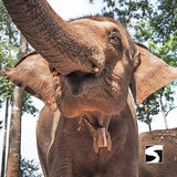 Elefanten Füttern Koh Samui - Landgang Kreuzfahrer