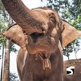 Elefanten Klinik Aktivität Koh Samui helfen beim Füttern