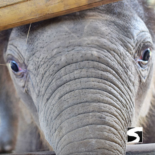 Koh Samui Elefanten Auffangstation Halbtages Aktivität - kohsamuiausflug.de
