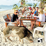 Pig Island Schweine Insel Koh Samui Ausflüge Kreuzfahrt